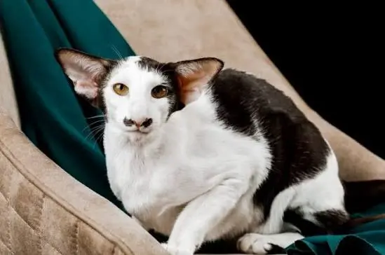 Oriental Shorthair