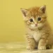 yellow cat