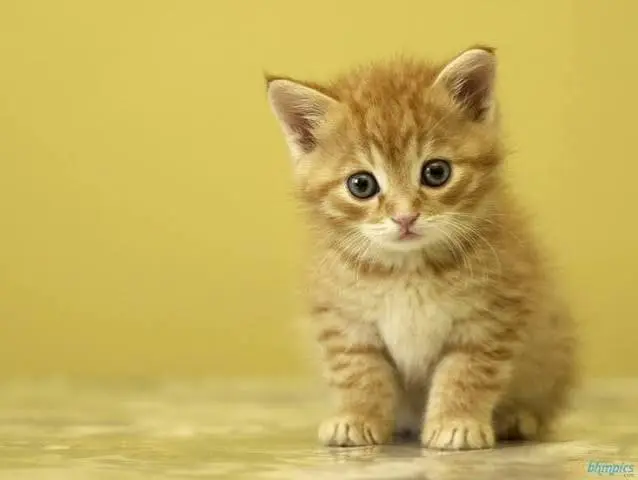 yellow cat