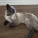 Burmese Cat Mix