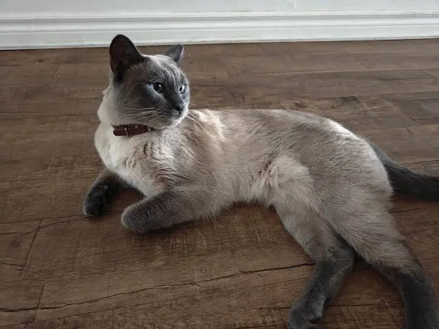 Burmese Cat Mix