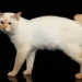 Mekong Bobtail