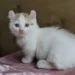 Kinkalow Cat