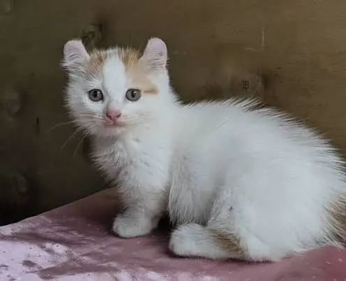 Kinkalow Cat