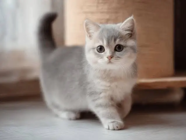 bambino cat