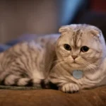 Funny Cat Names: 300+ Hilarious, Cute & Clever Name Ideas