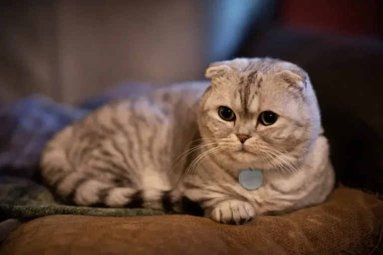 funny cat names