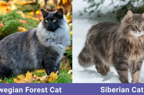 Siberian Cat vs Norwegian Forest Cat