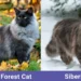 Siberian Cat vs Norwegian Forest Cat