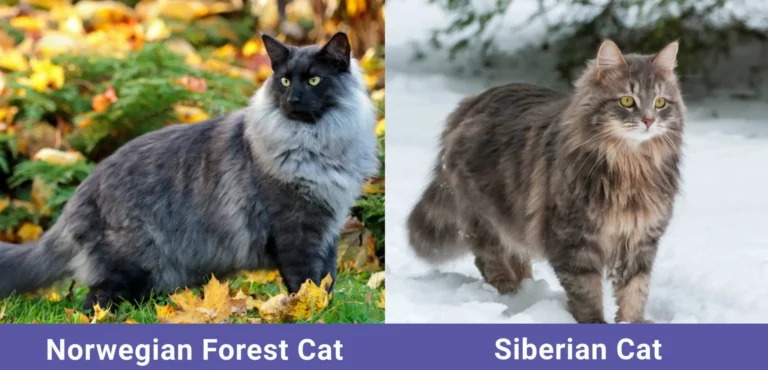 Siberian Cat vs Norwegian Forest Cat