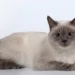 Thai Cat