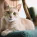 why does my cat stare at me