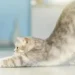 cat stretching