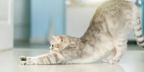 cat stretching