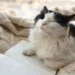 cat purring