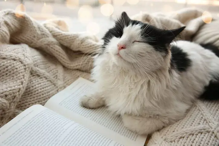 cat purring