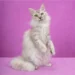 LaPerm Cat