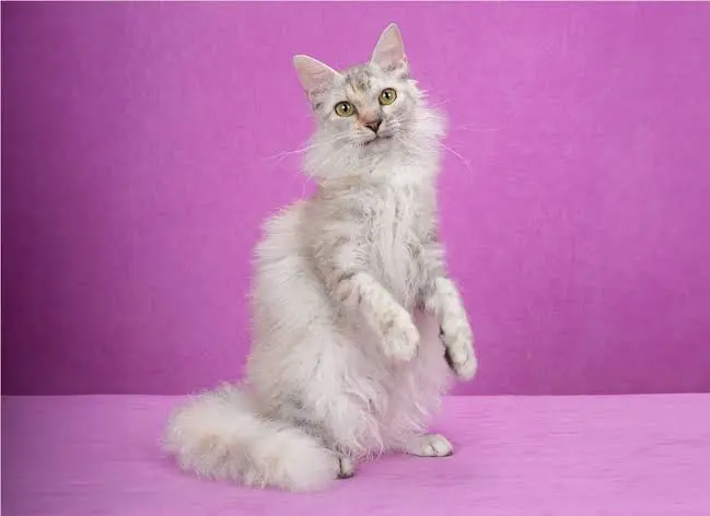 LaPerm Cat