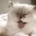 Cat Coughing