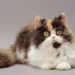 Selkirk Rex