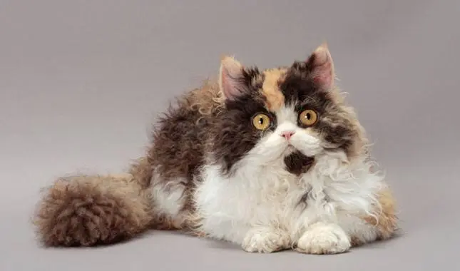 Selkirk Rex