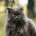 Chantilly-Tiffany Cat