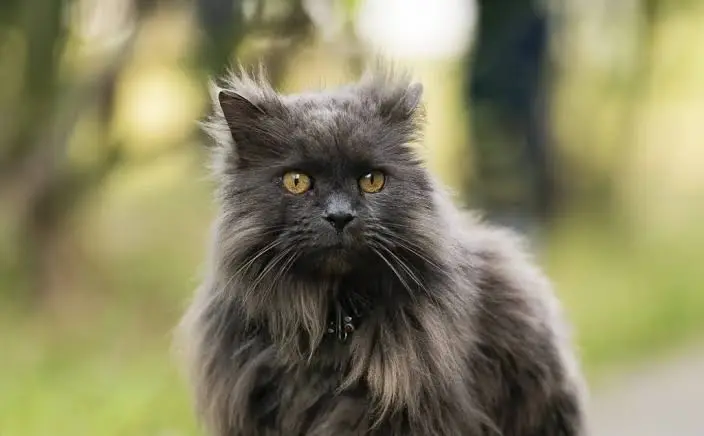 Chantilly-Tiffany Cat