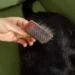 Cat Dandruff