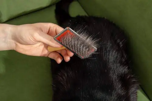 Cat Dandruff