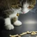 Cat Worms
