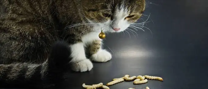 Cat Worms