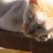 Cat Drooling