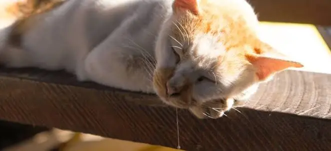 Cat Drooling