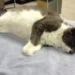 Cat Seizure