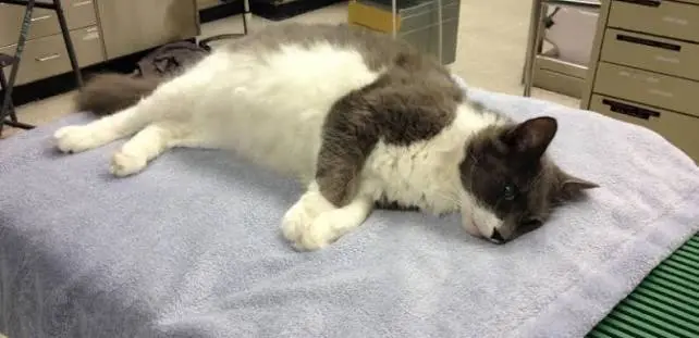Cat Seizure