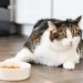 Cat Not Eating
