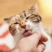 Why Does My Cat Lick Me