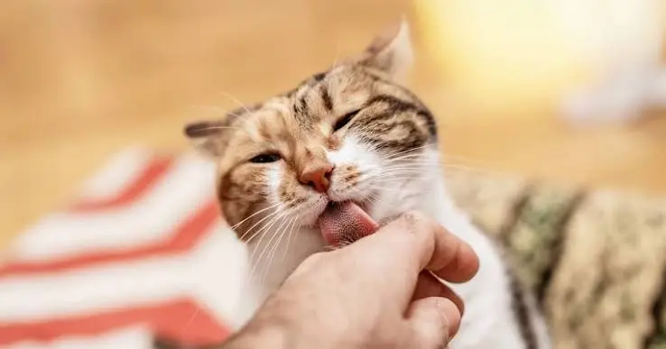 Why Does My Cat Lick Me