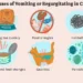 Cat Vomit Color Chart