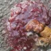 Blood in Cat Stool