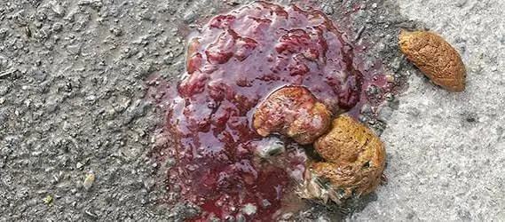 Blood in Cat Stool