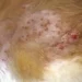 Miliary Dermatitis Cat