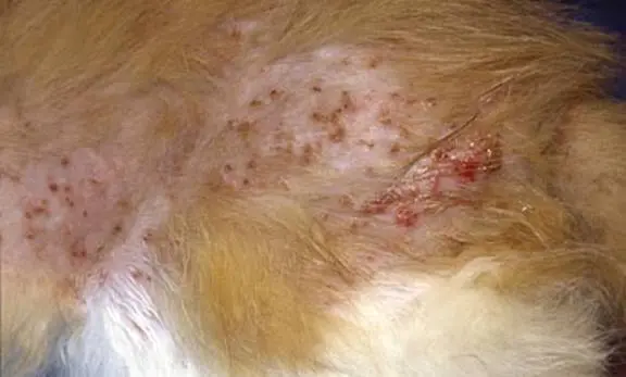 Miliary Dermatitis Cat