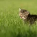 why does my cat bite me