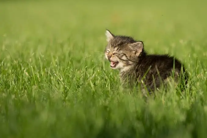 why does my cat bite me