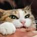 why does my cat bite me
