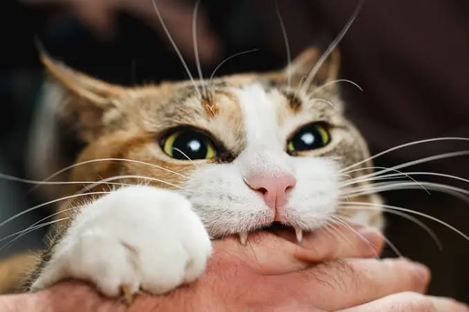 why does my cat bite me