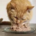 how long can a cat go without eating