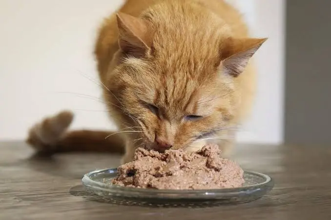 how long can a cat go without eating