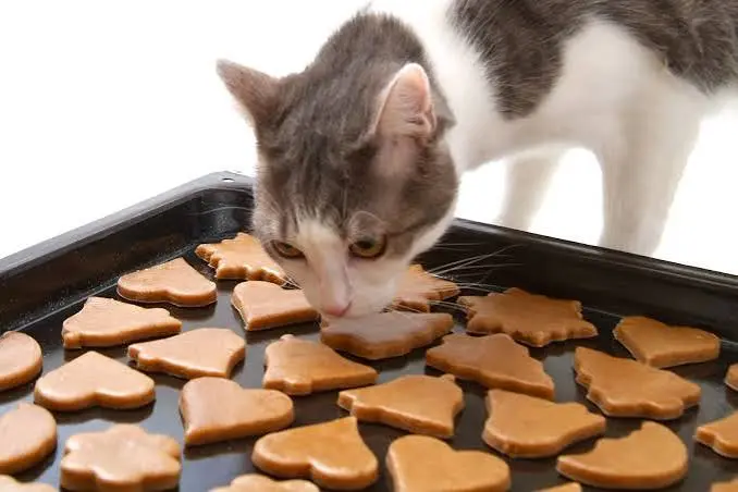 cat making biscuits